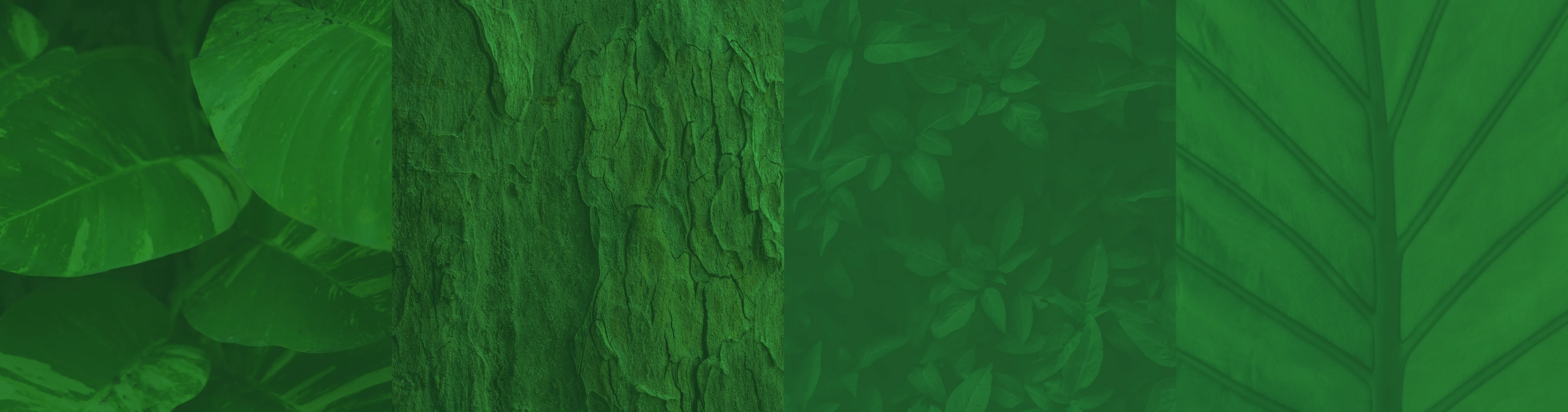 Textura del proyecto ZOODOM